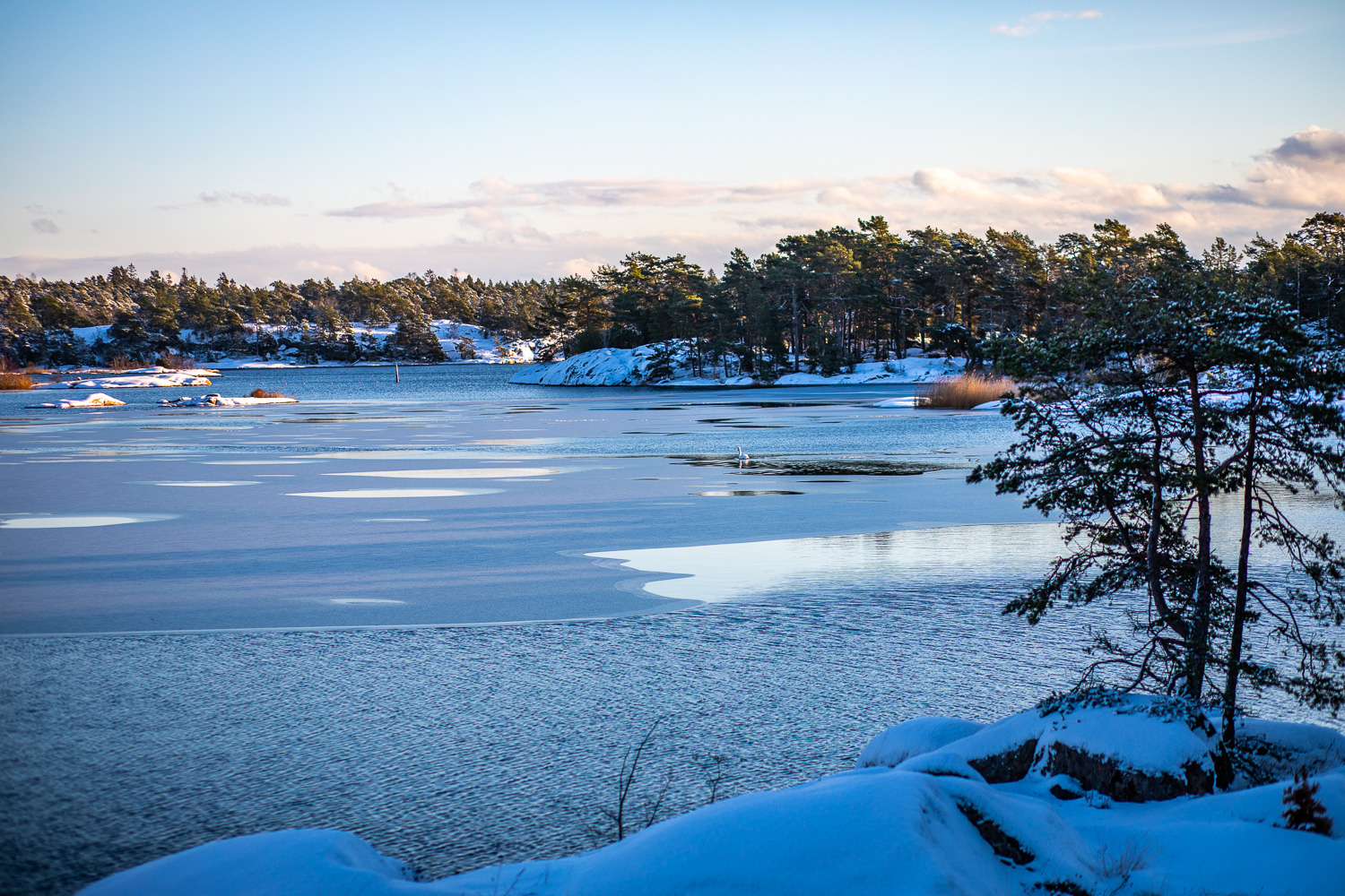 Delvis istäckt vatten mellan halvöar i Stendörrens naturreservat