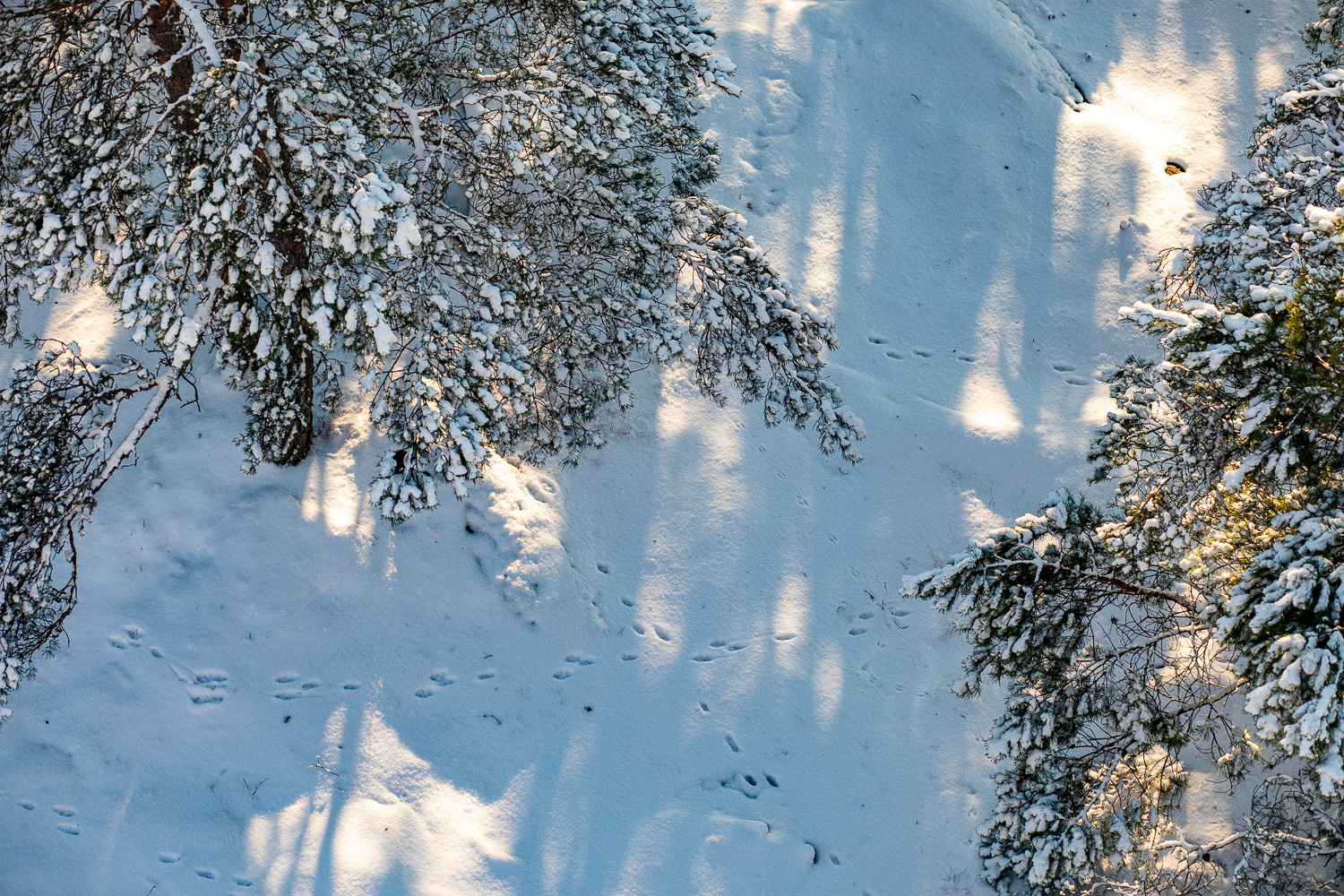 Spår av hartassar i snön