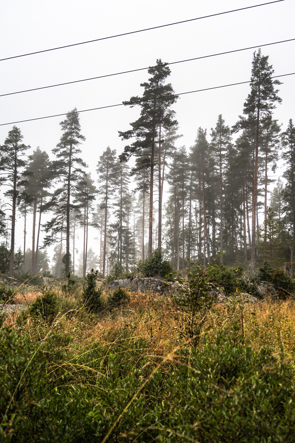 Passage genom skogen med kraftledningar