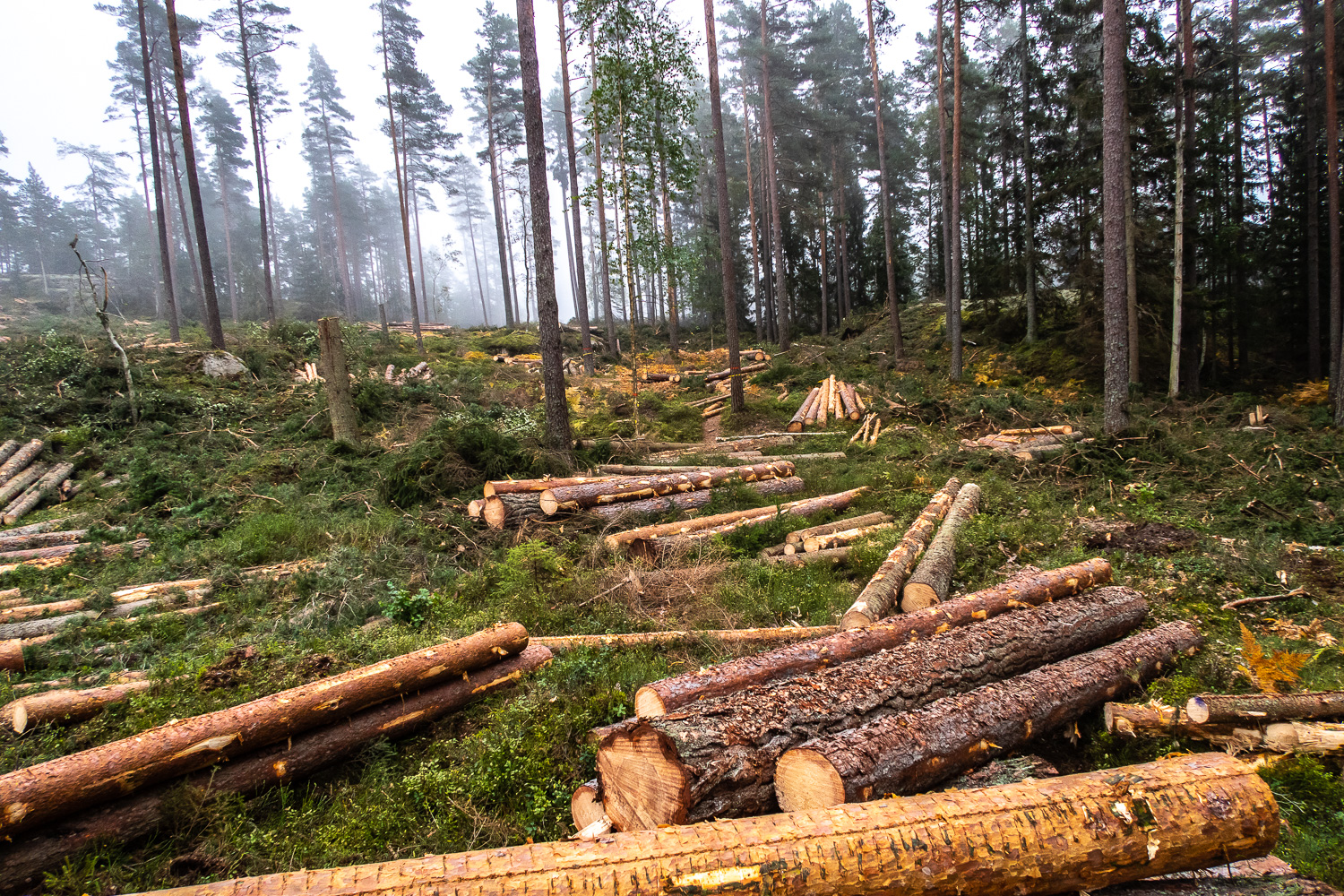 Huggna träd i skogen