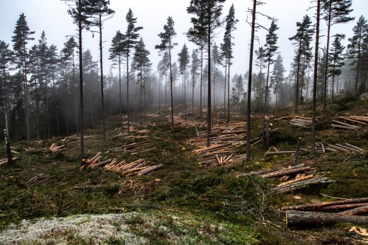 Kalhygge längs vandringen till Svartsjön