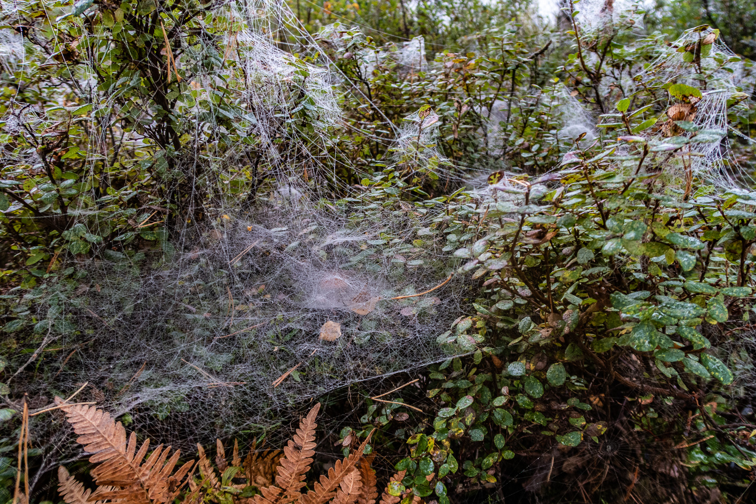 Dimma och dagg täcker spindelväv på marken