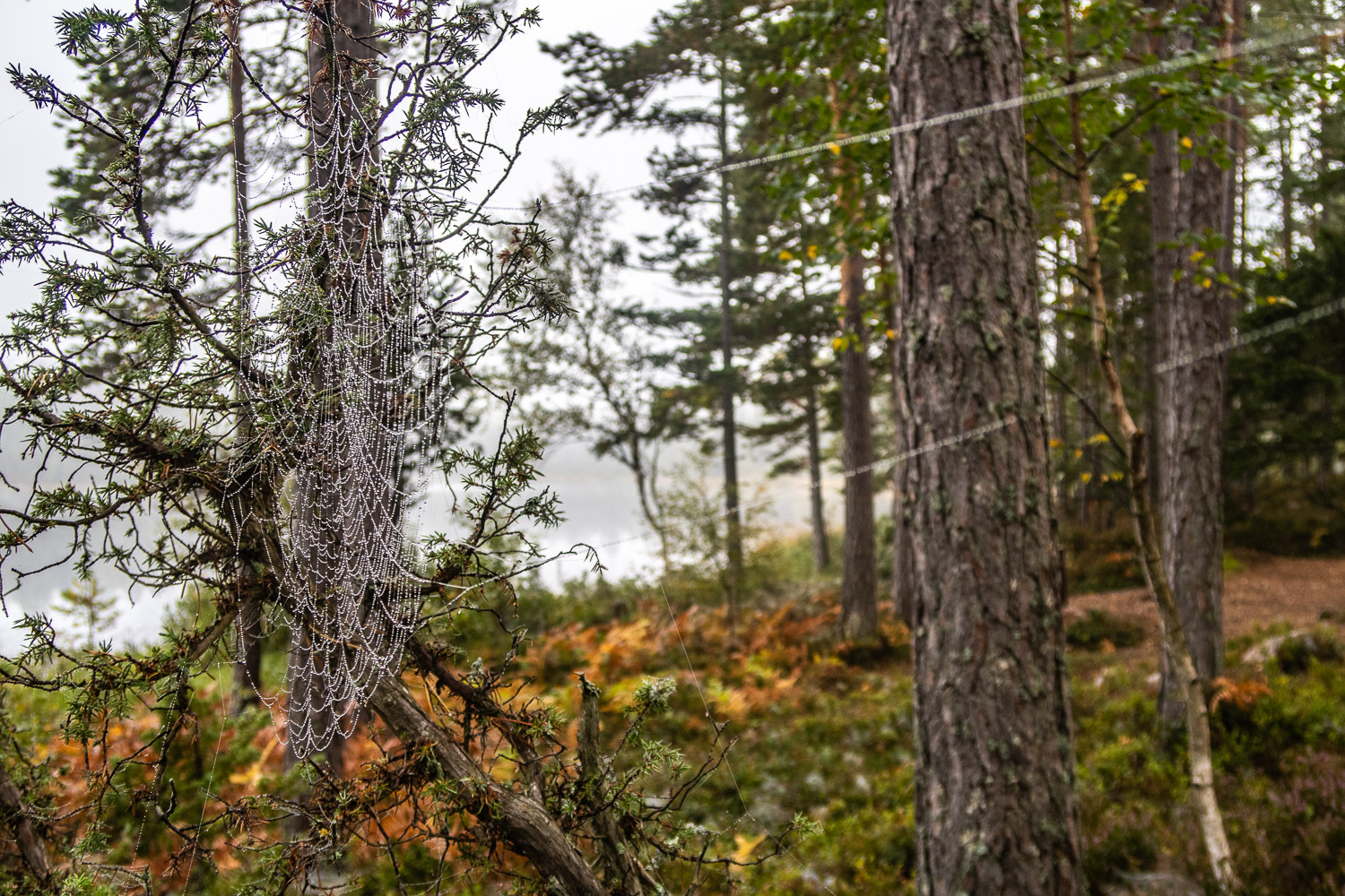 Spindelväv mellan träd vid Svartsjön täckt av daggdroppar