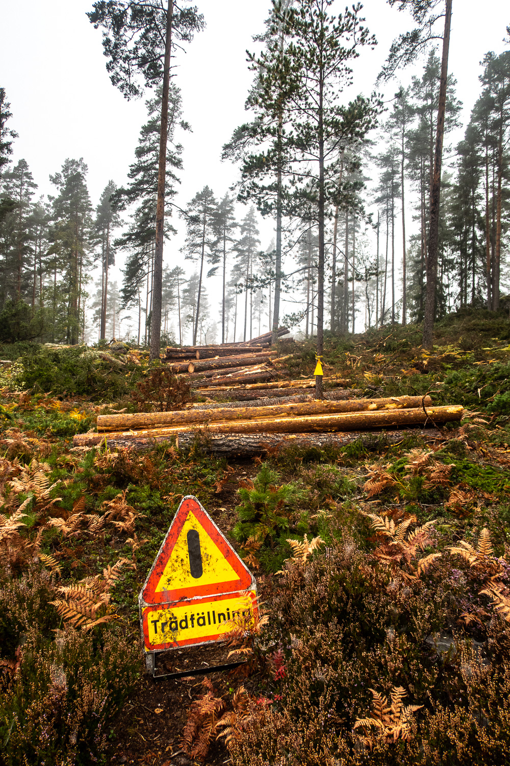 Skylt meddelar att trädfällning pågår