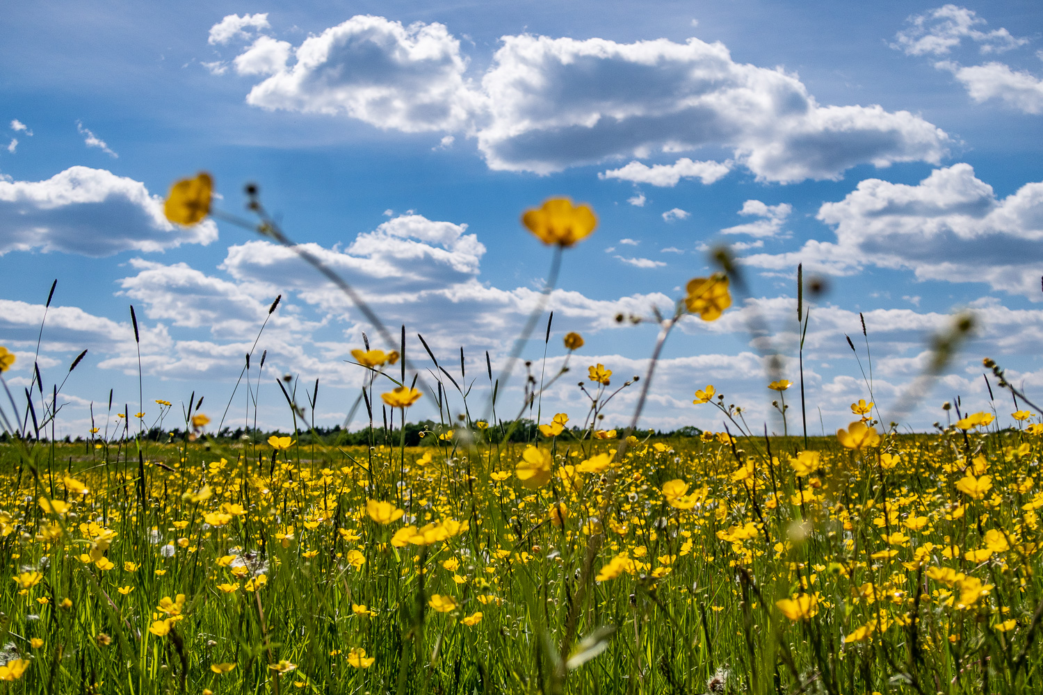 Äng av smörblommor i Viggeby naturreservat så långt ögat kan nå