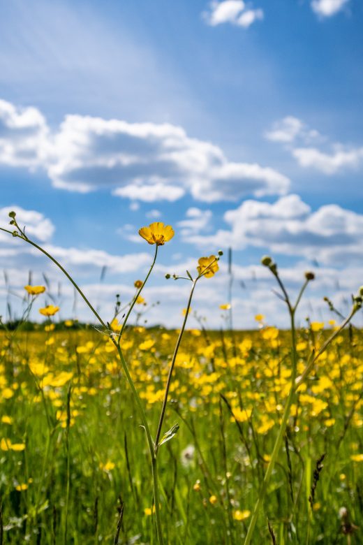 Äng av smörblommor i Viggeby naturreservat