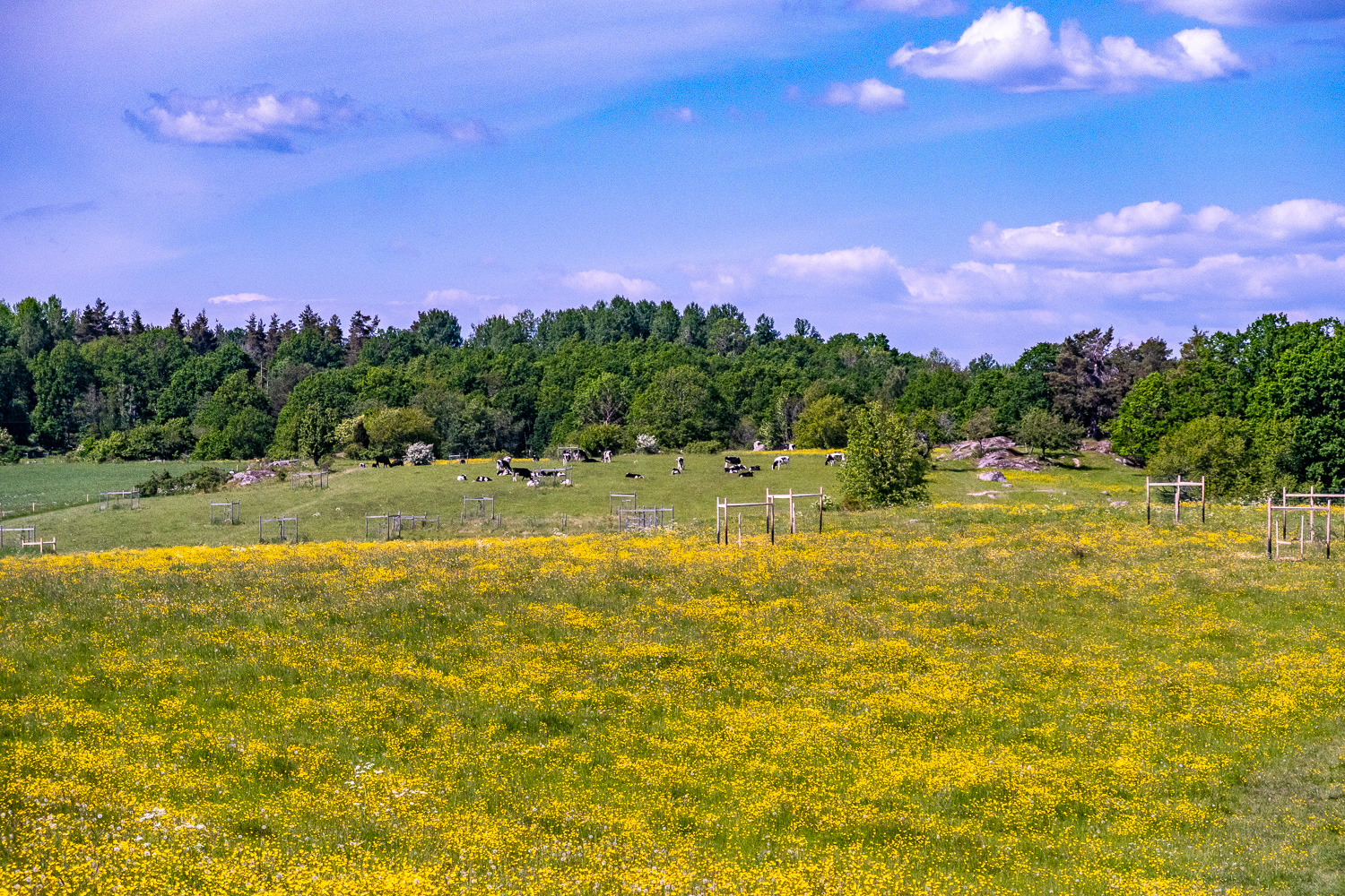 Äng med smörblommor och kossor längre bort