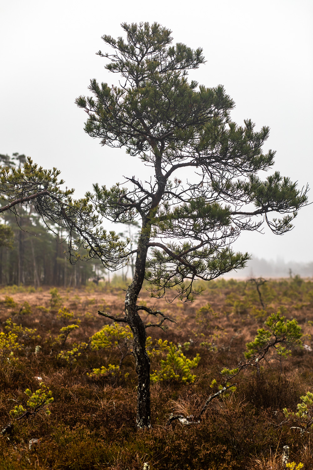 Krokigt träd på Fjällmossen