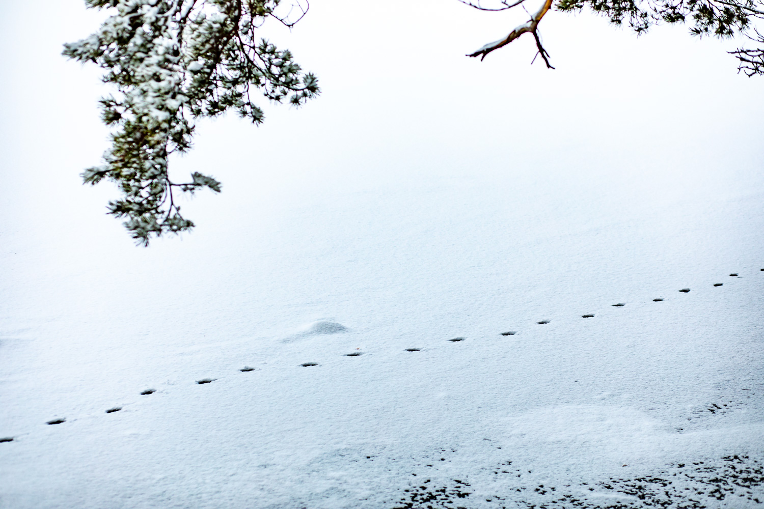 Djurspår i snön