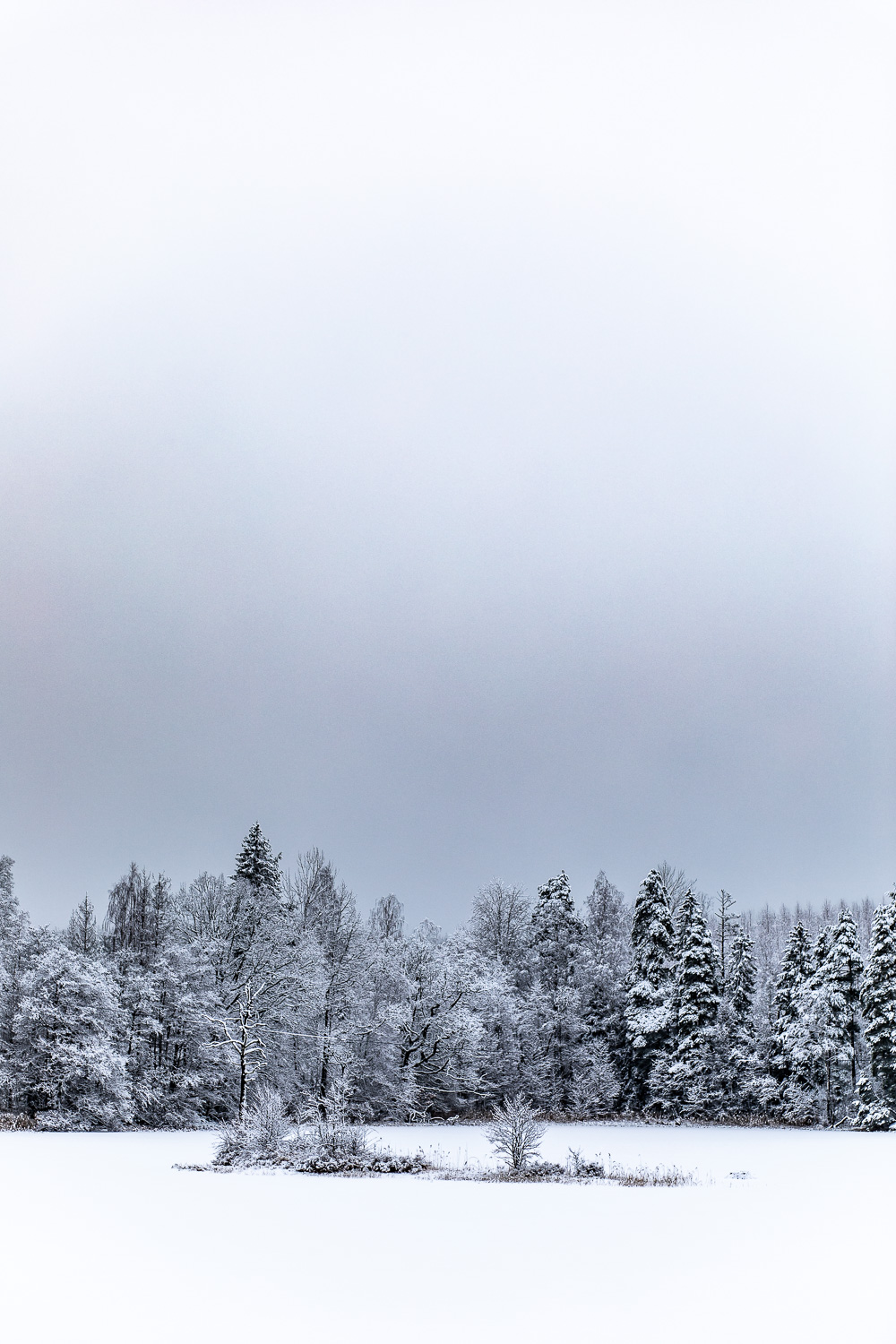 Mulen himmel över snötäckt skog och sjö