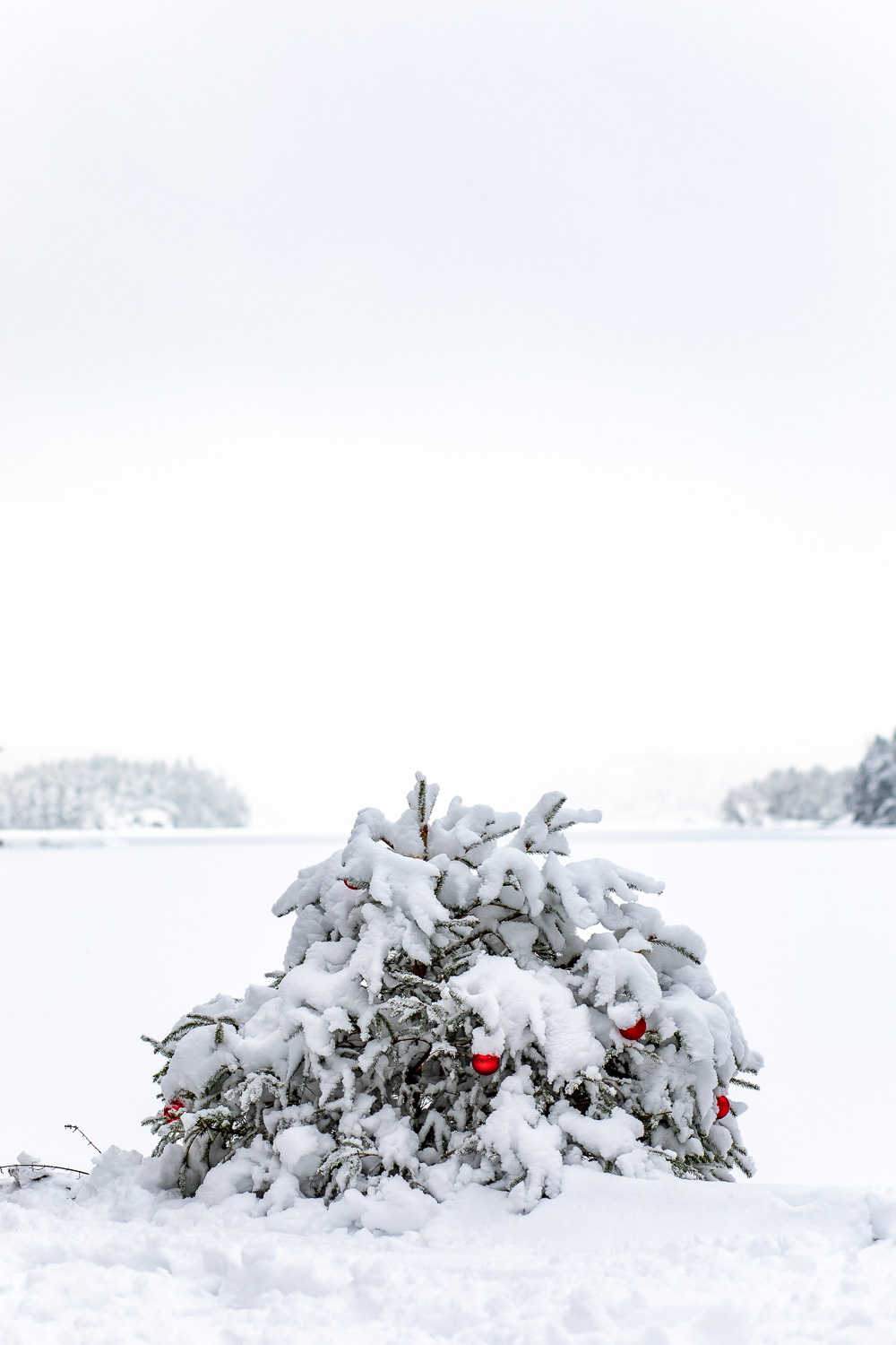Julgranskulor i snötäckt gran utomhus