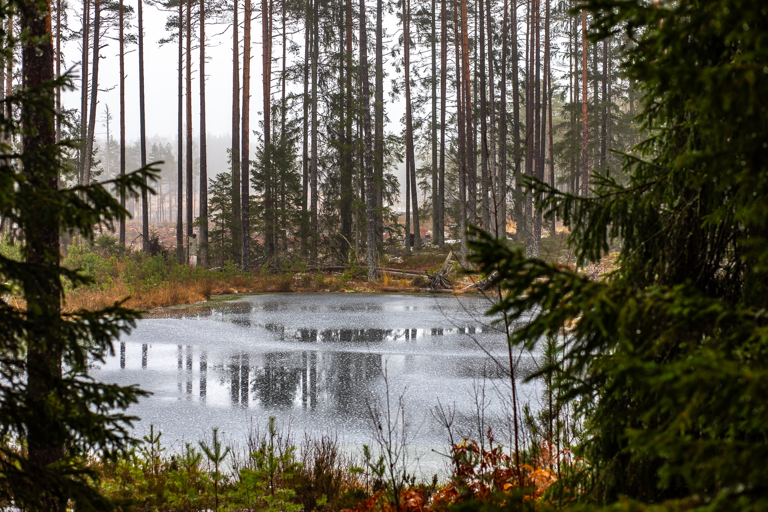 Addmire-dammen vid Fjällmossen