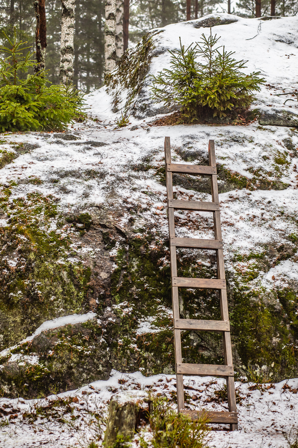 Stege vilar emot stor sten i skogen