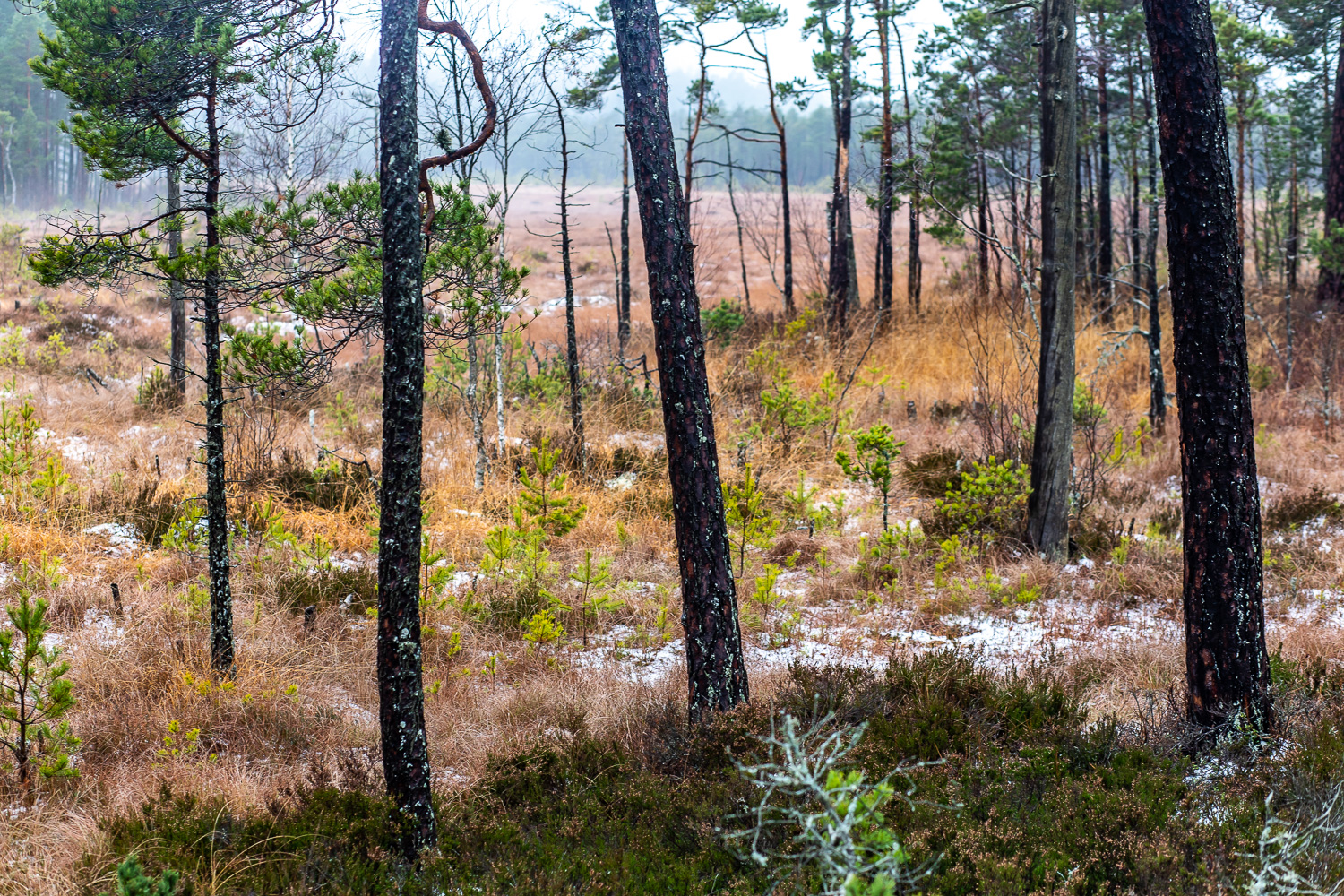 Fjällmossen skymtar mellan trädstammar