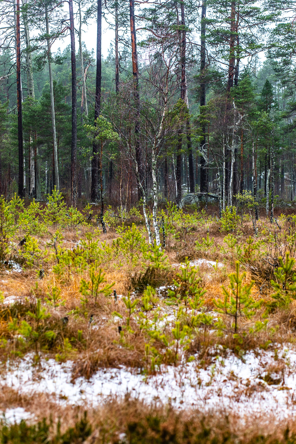 Skogsdunge längs med Fjällmossen