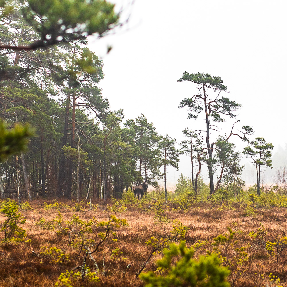 Älg tittar bakåt i skogsbryn vid mosse