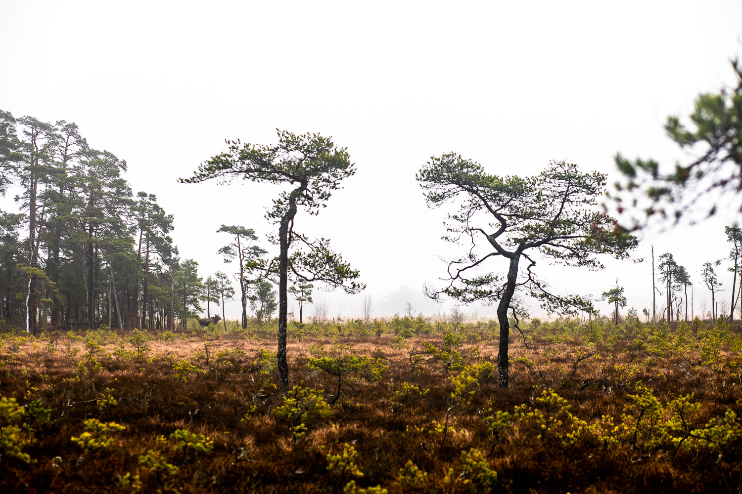 Älg passerar över mosse