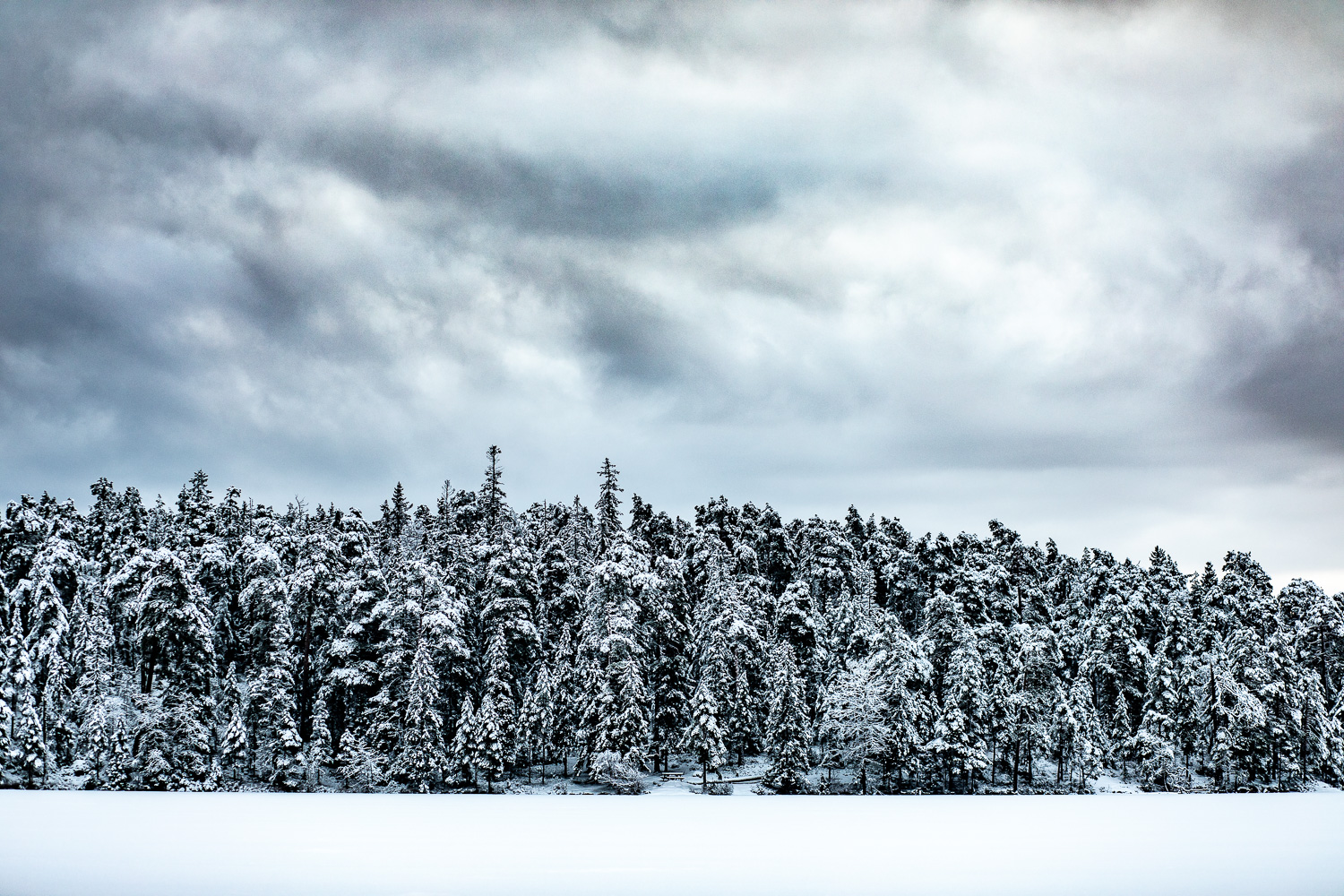 Grådisig himmel ovanför skogen