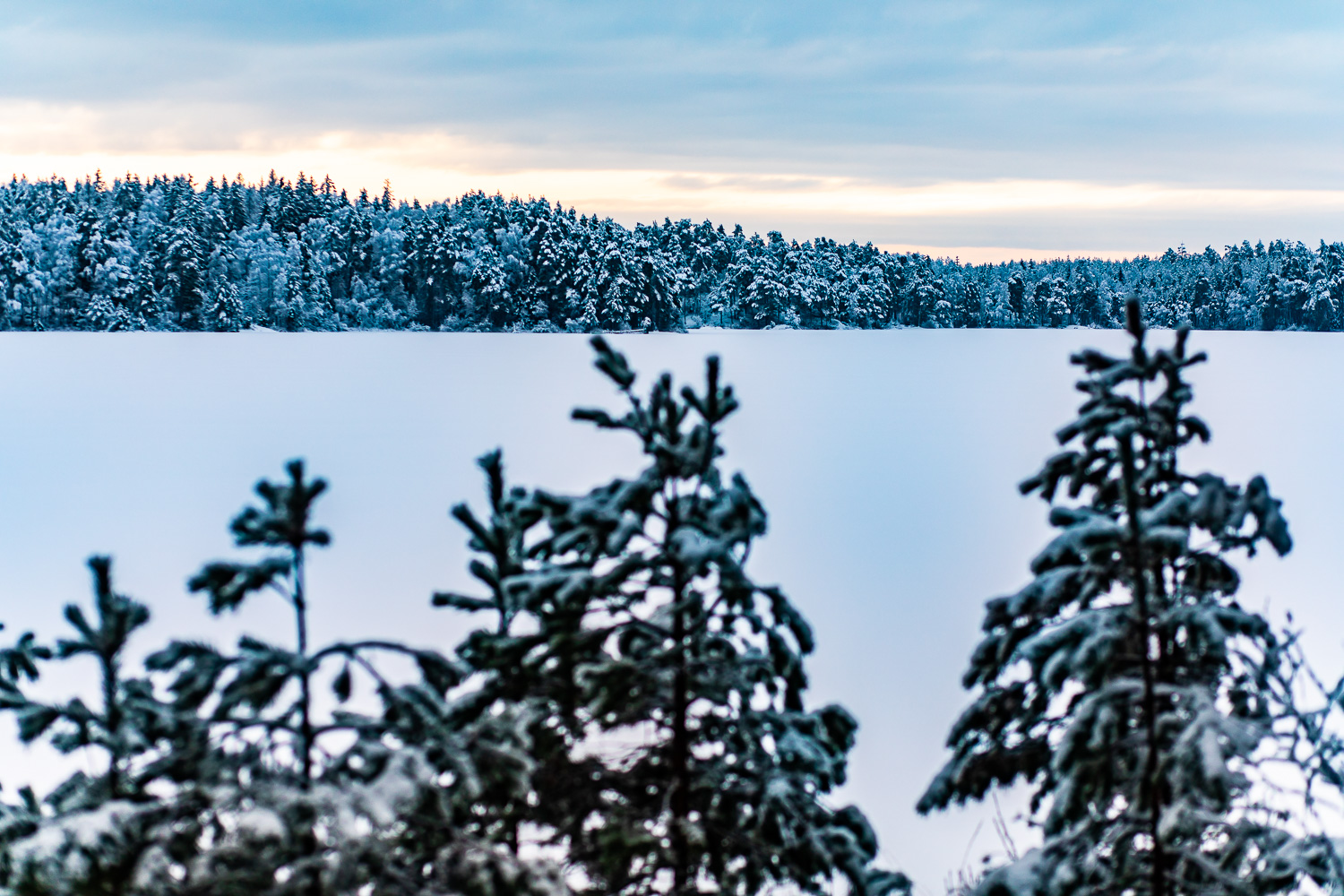 Små snötäckta grantoppar i förögrunden