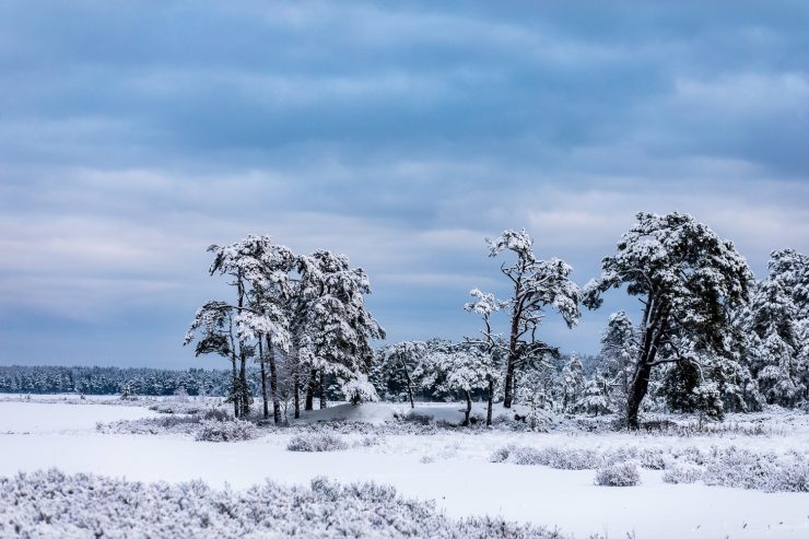 Snötäckta träd vid Nävsjön emot molnblå himmel