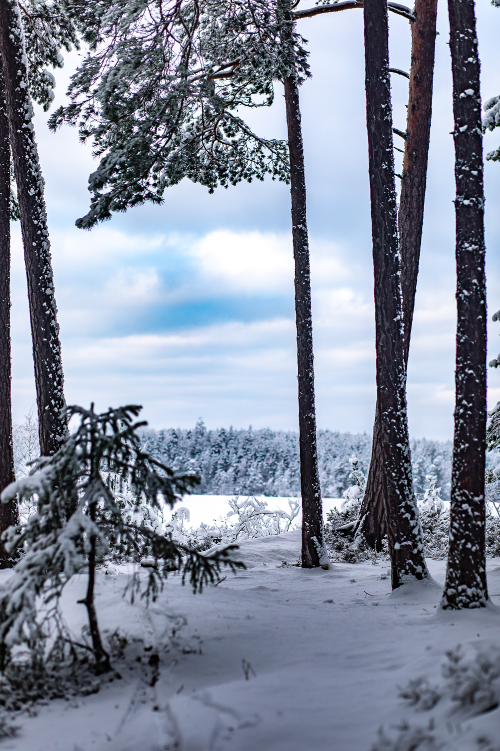 Trädstammar i vinterskog