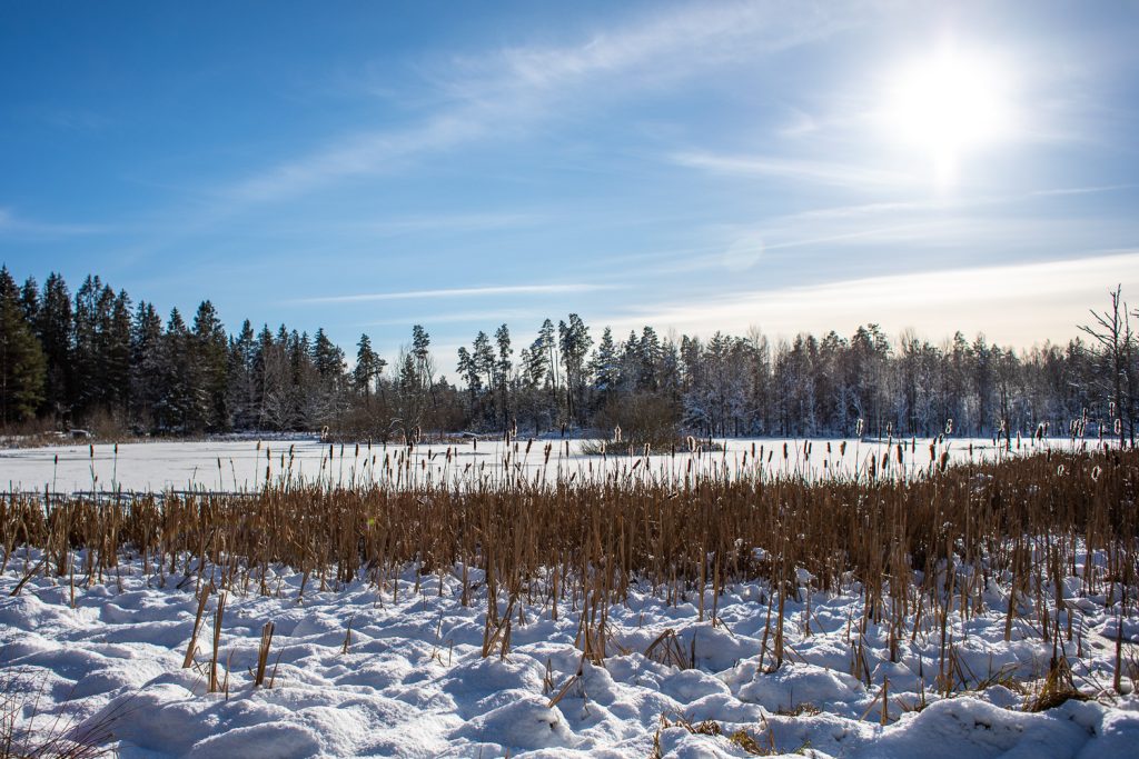 Ekängsdalens våtmark i vinterskrud