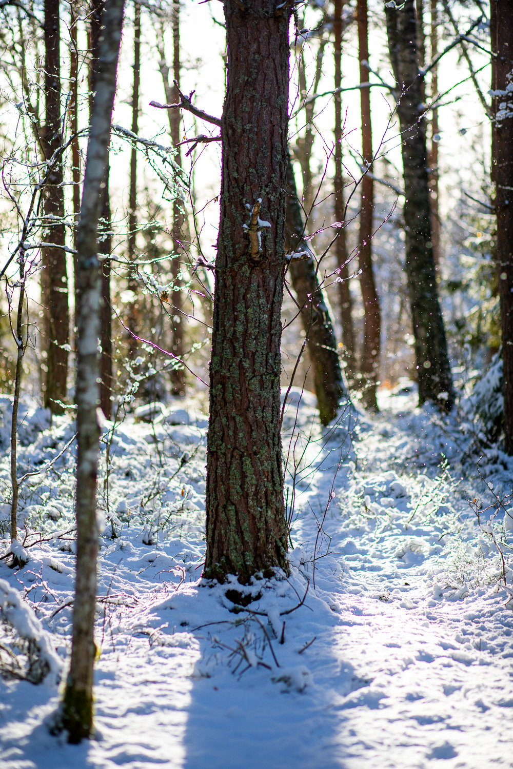 Tall i motljus med snö på marken