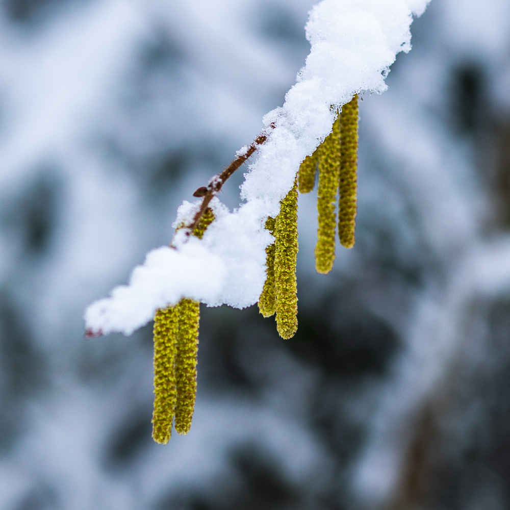 Björkfröer med nysnö