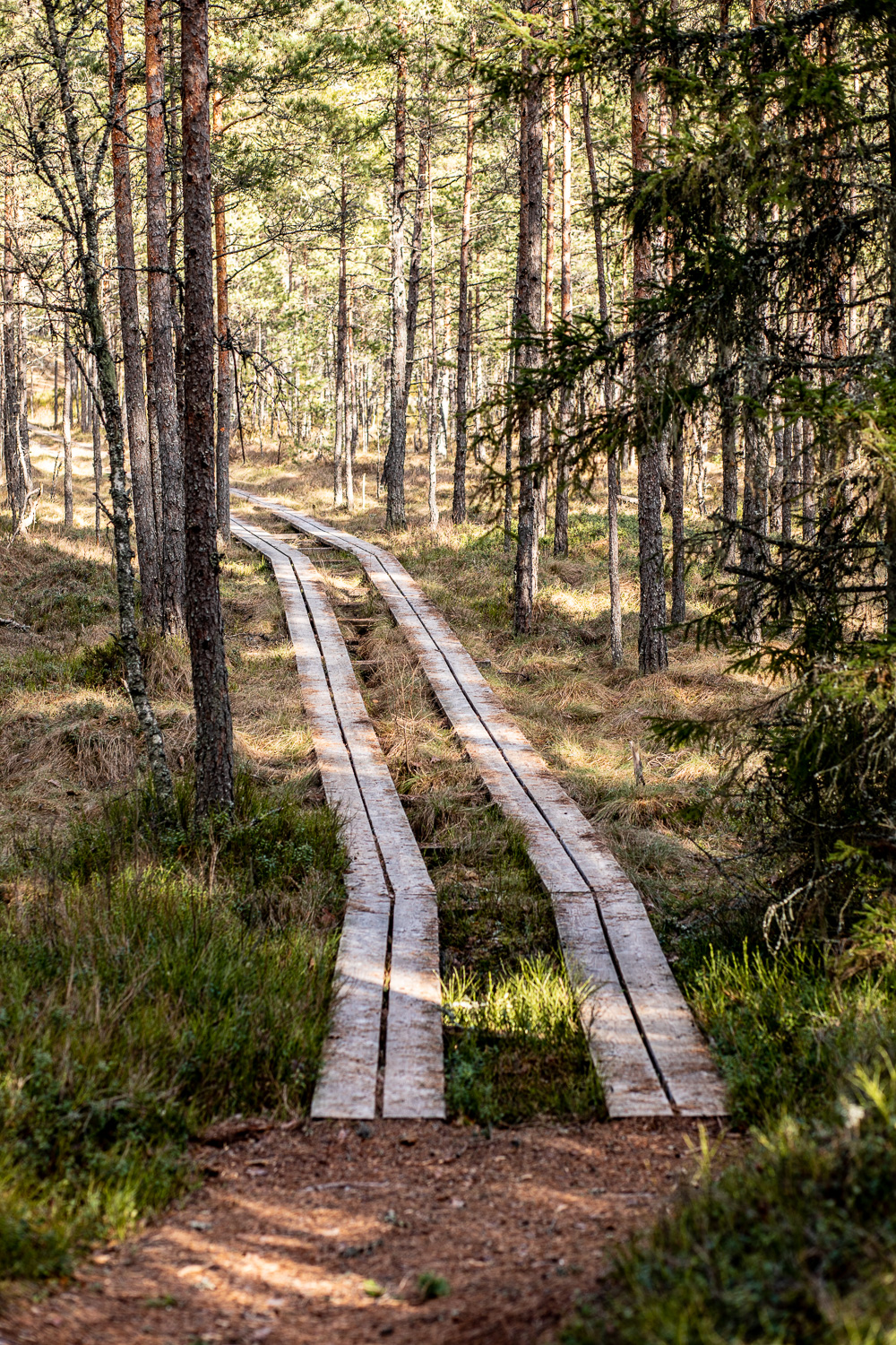 Dubbla spångar i skogen