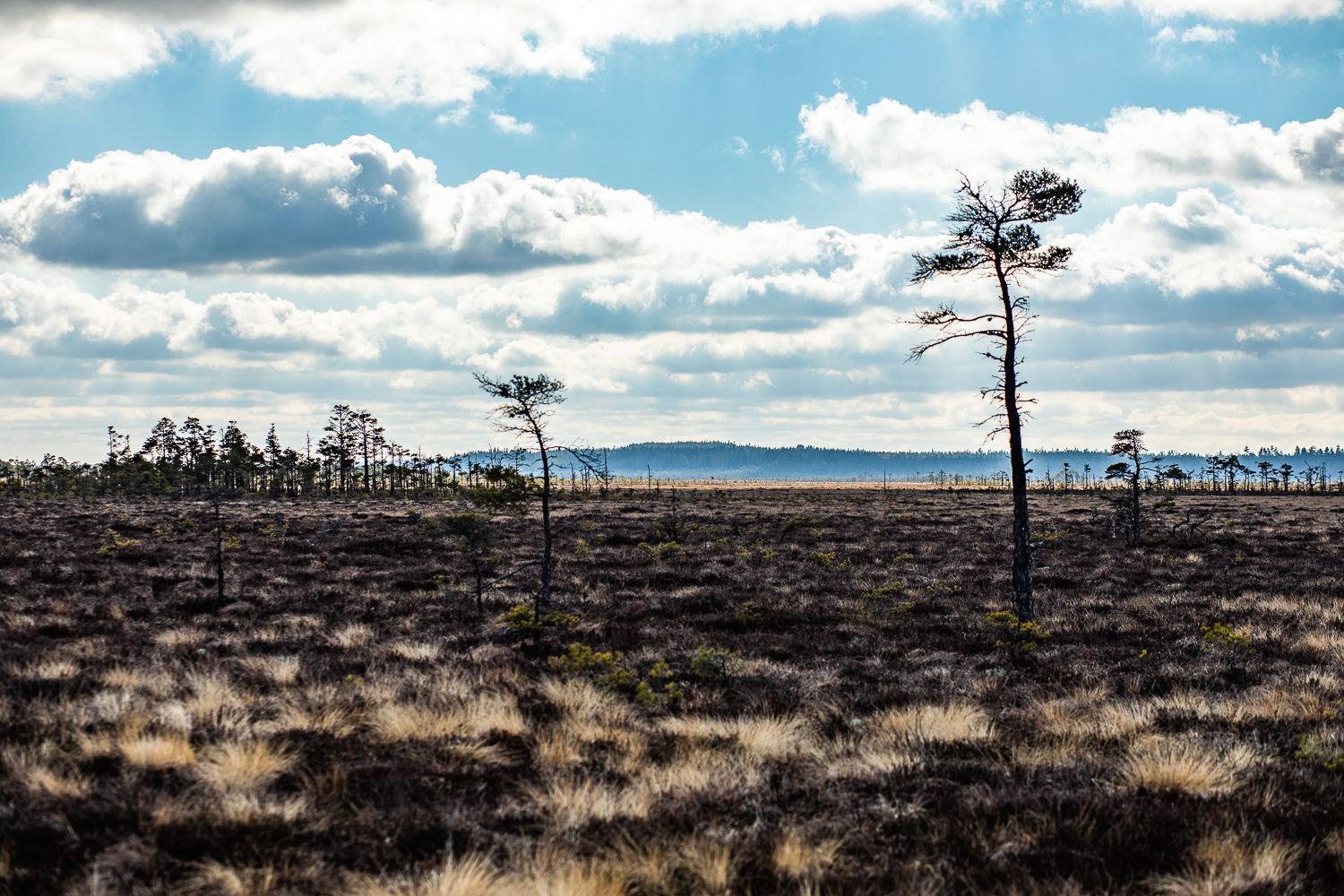 Kargt myrlandskap