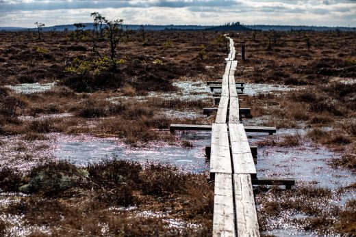 Spångad led ute på Store Mosse nationalpark