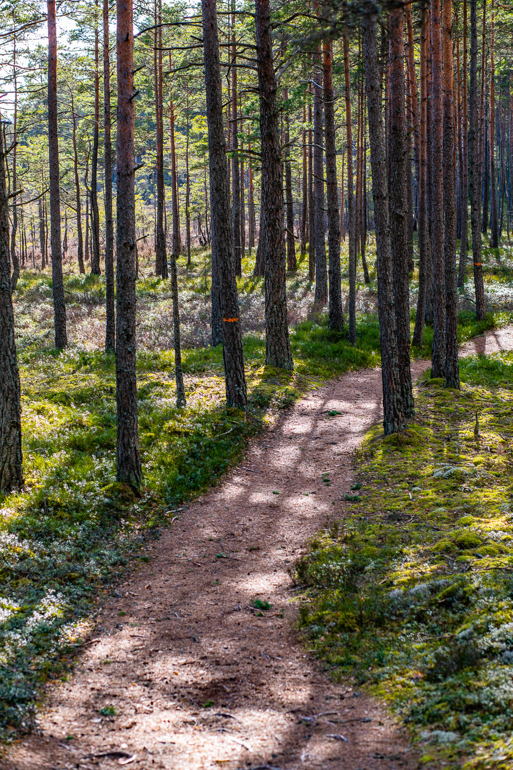 Bred tarrbarrsstig i skogen