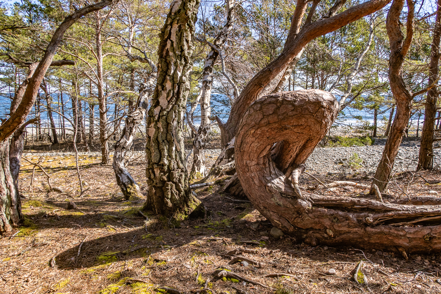 Vridna träd i Trollskogen