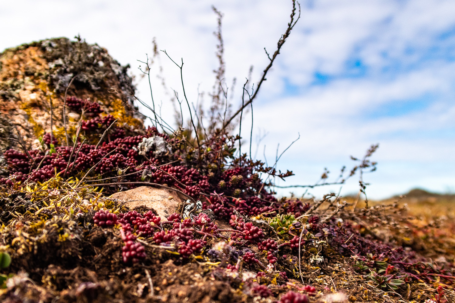 Låg vegetation på Alvaret