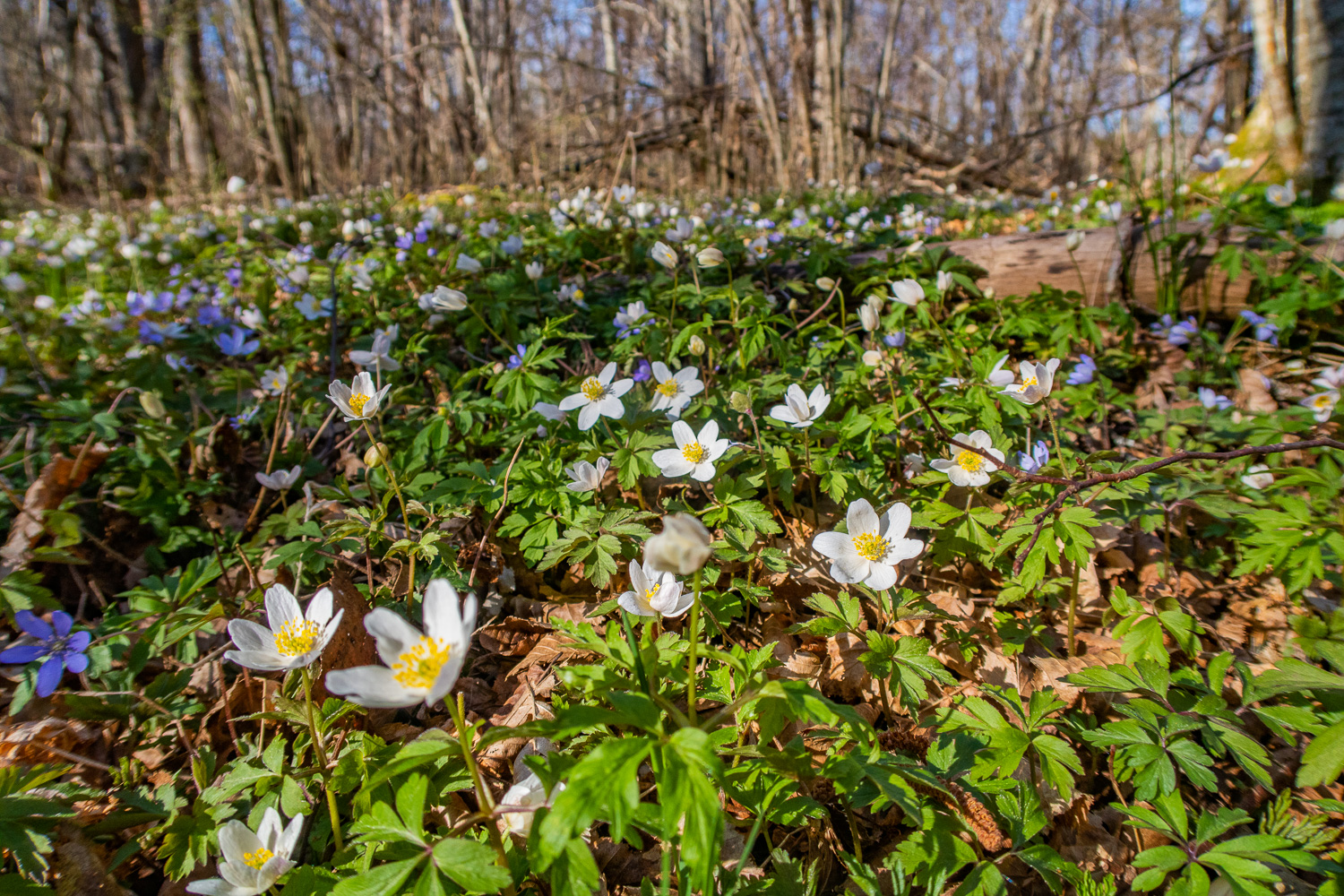 Vitsippor i skogen