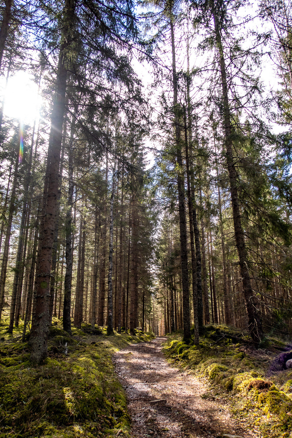 Torr stig i skogen, vid vandring kring Sörsjön