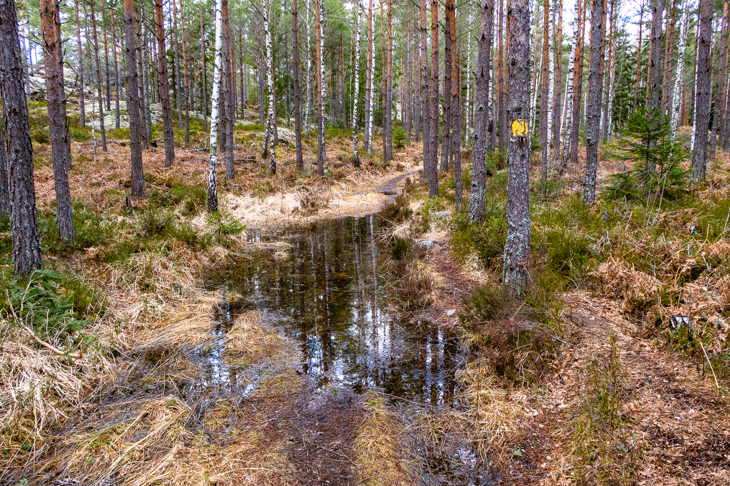 Blöt stig vid vandring kring Sörsjön