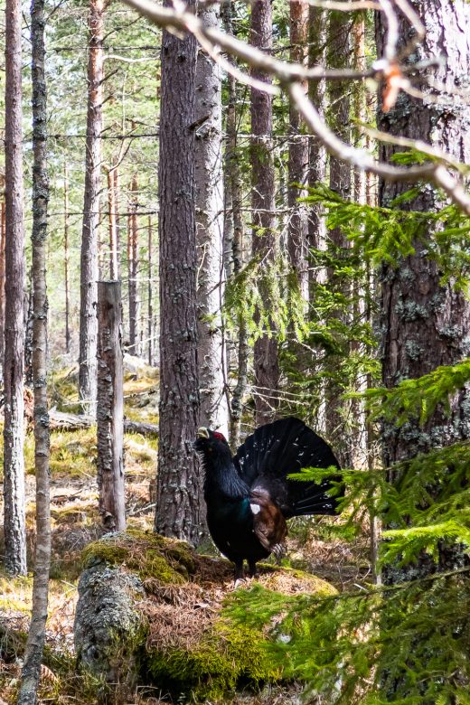 Tjäder på sten i skogen