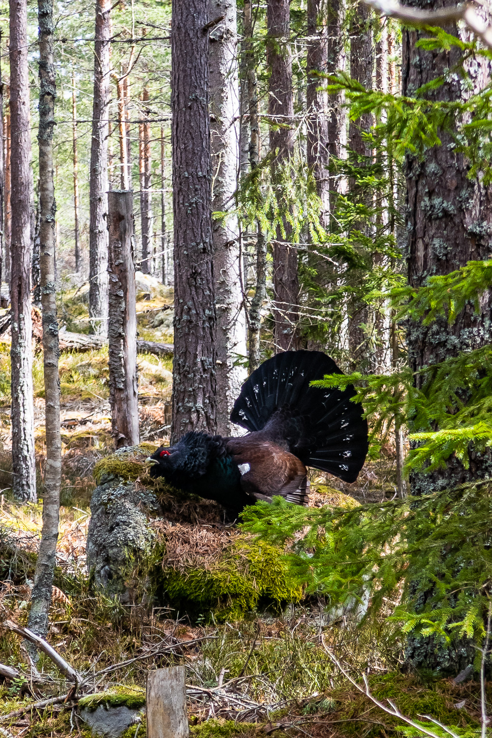 Tjäder på sten i skogen