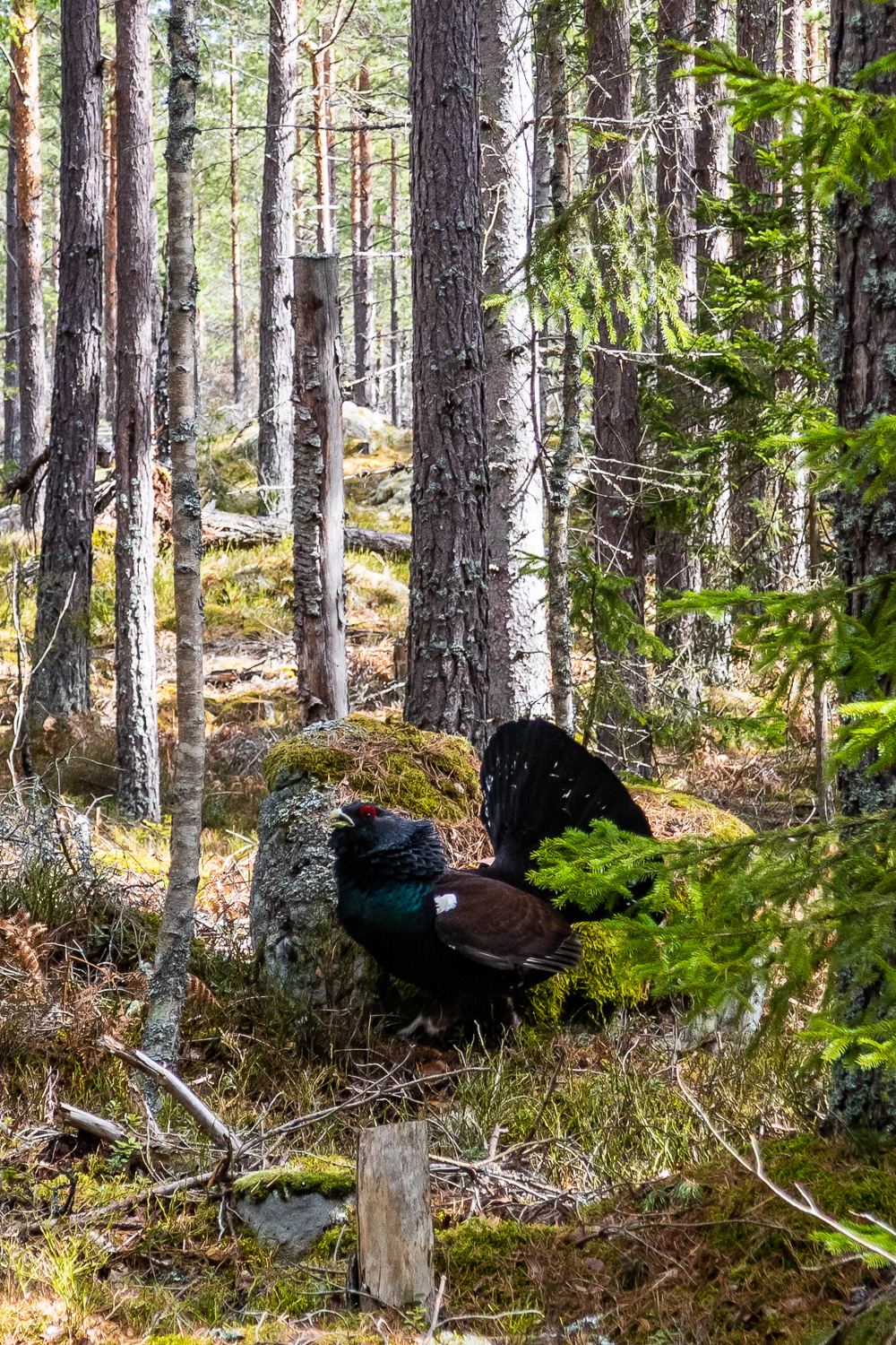 Tjäder framför sten, i skogen