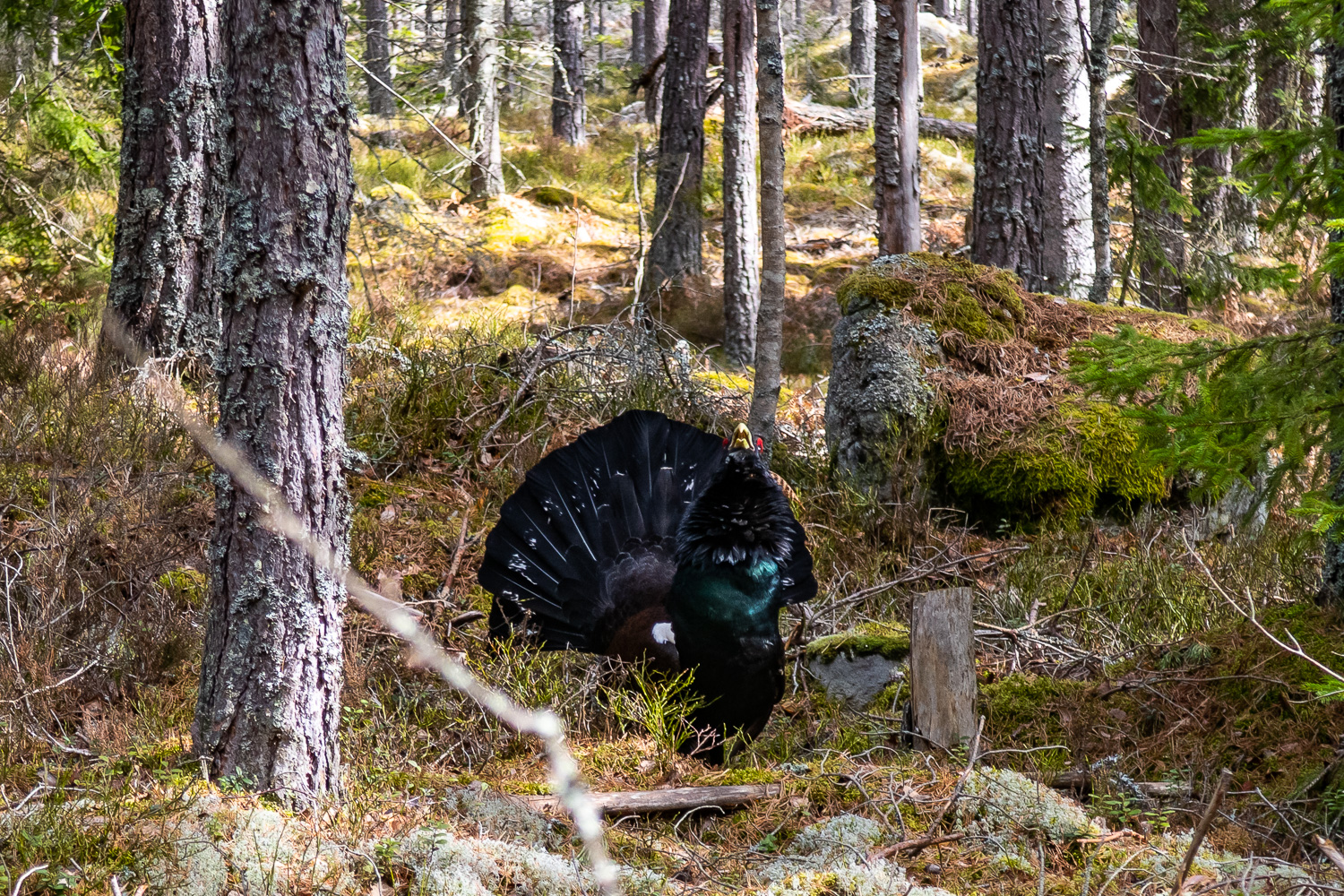 Tjäder fotad rakt framifrån