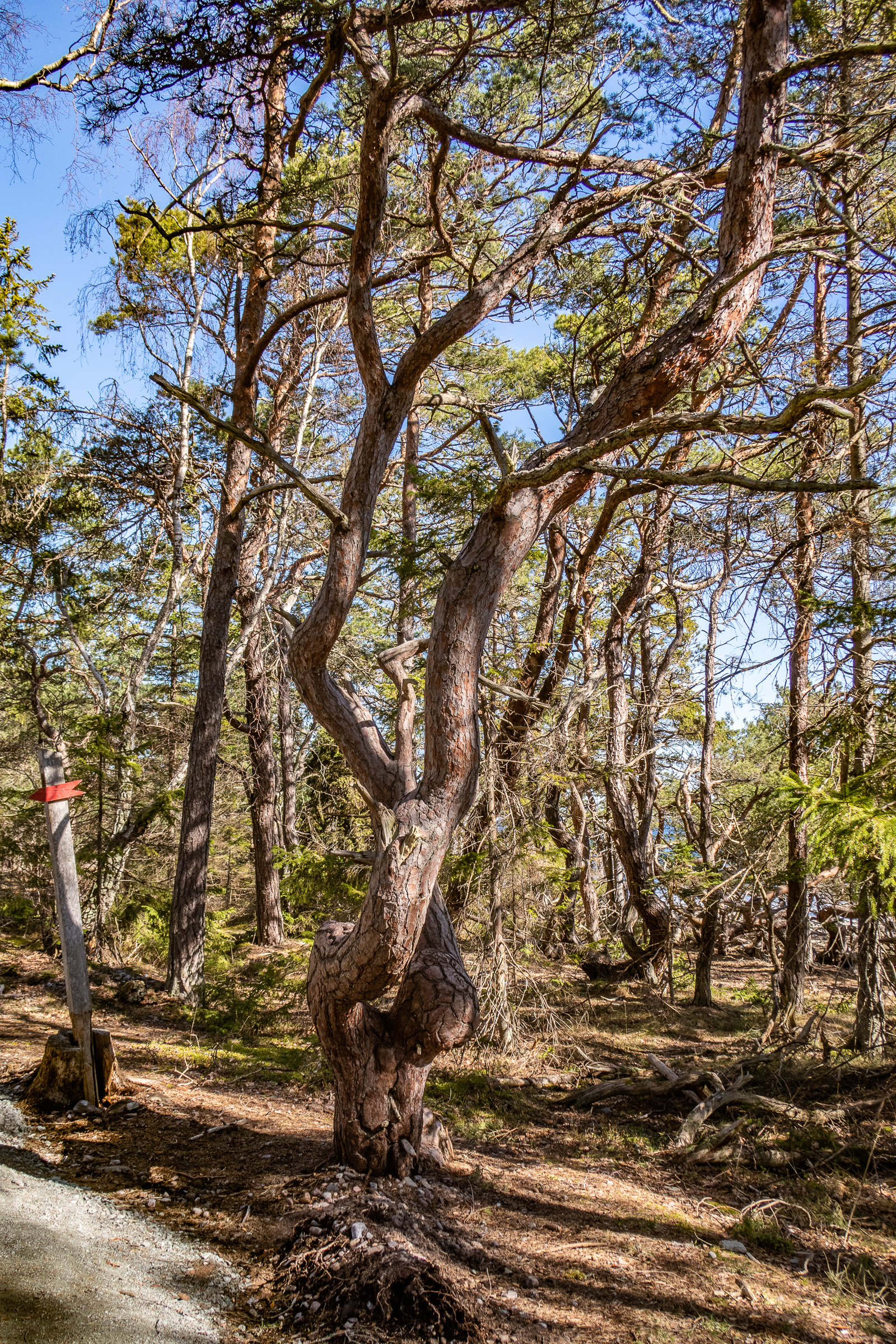 Krokigt träd i Trollskogens naturreservat