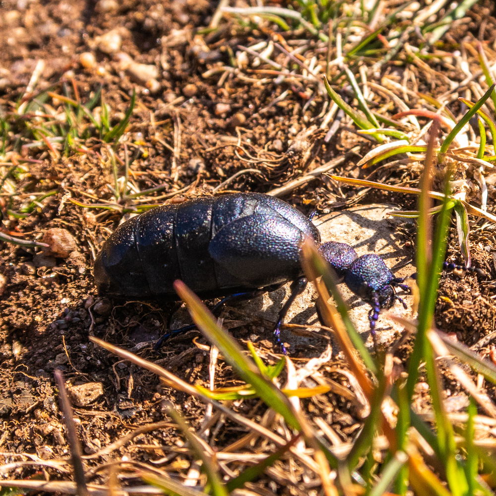 Majbagge på Öland gräver grop