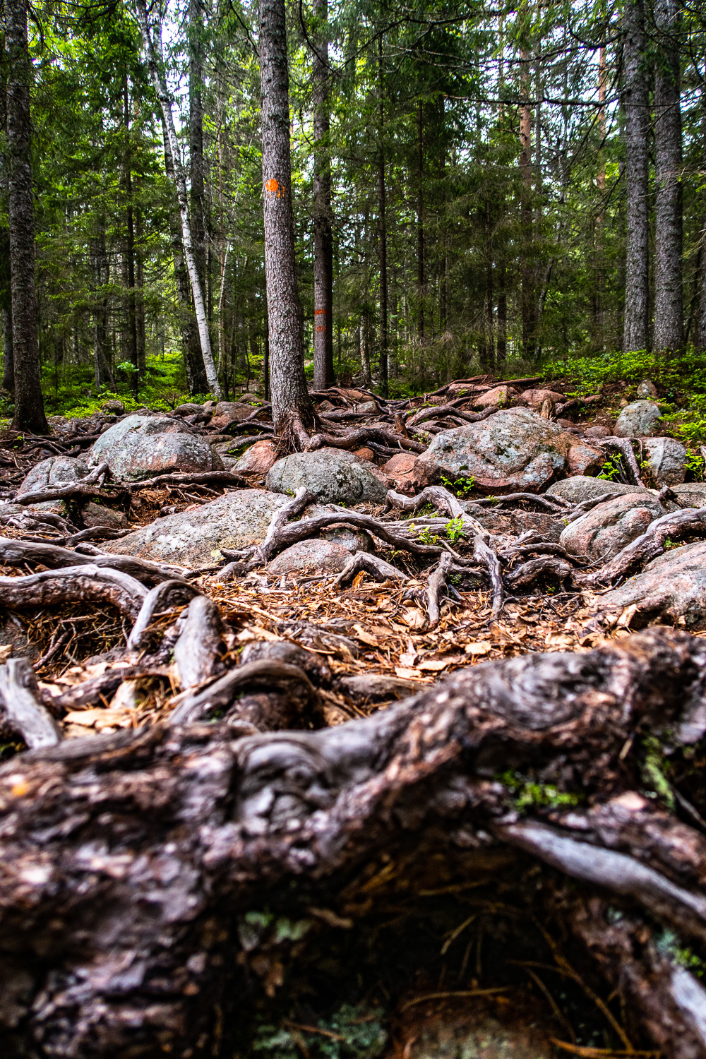 Rötter och stenar på stigen i Skuleskogen