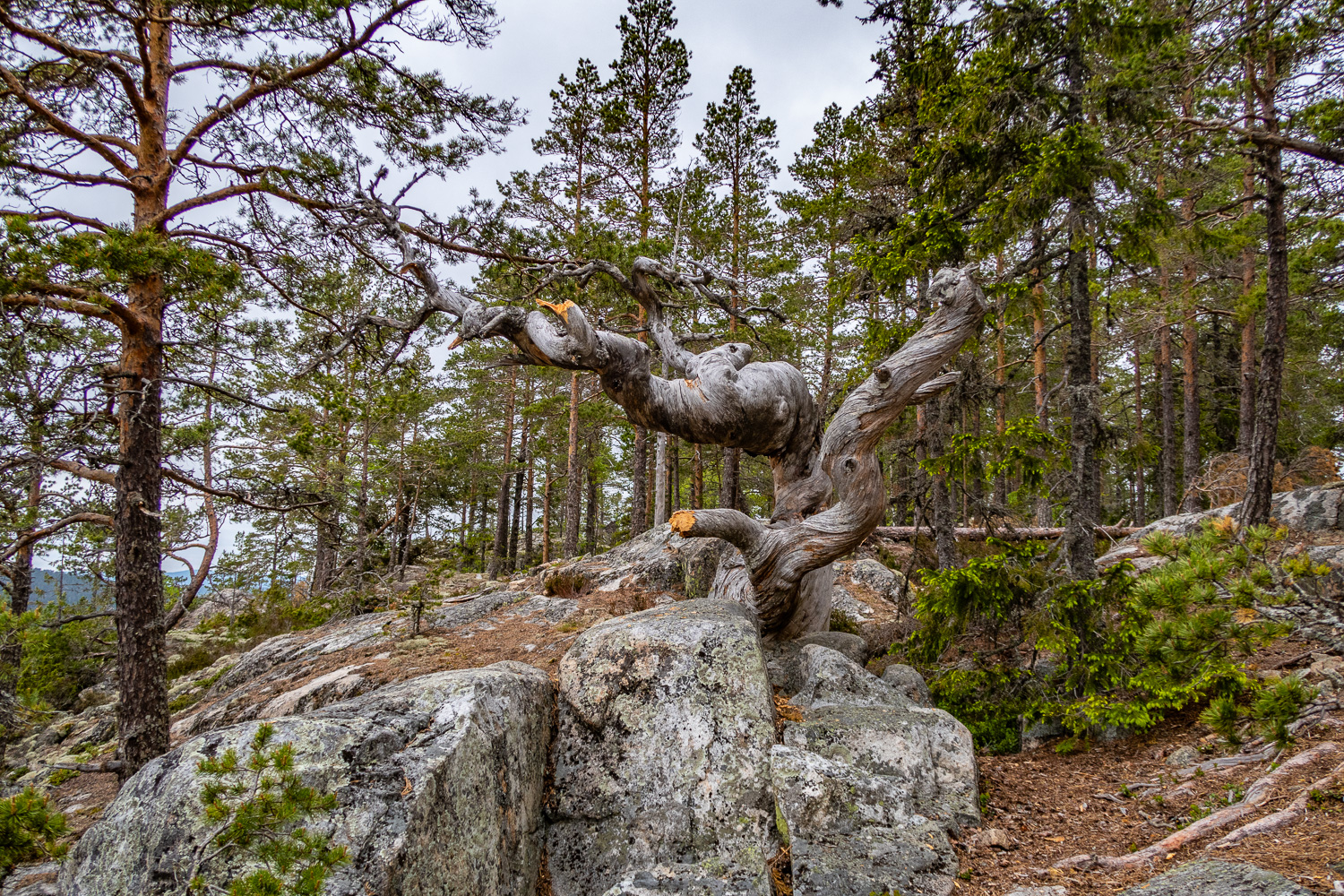 Förvridet gammalt träd