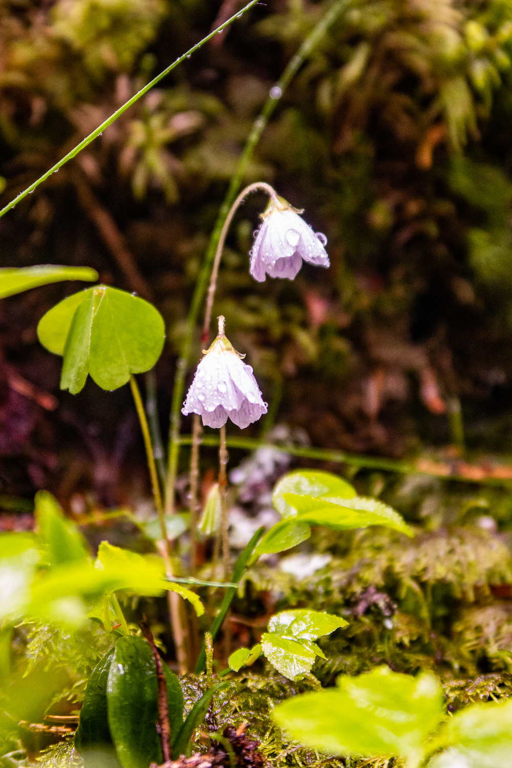 Regntyngda harsyreblommor