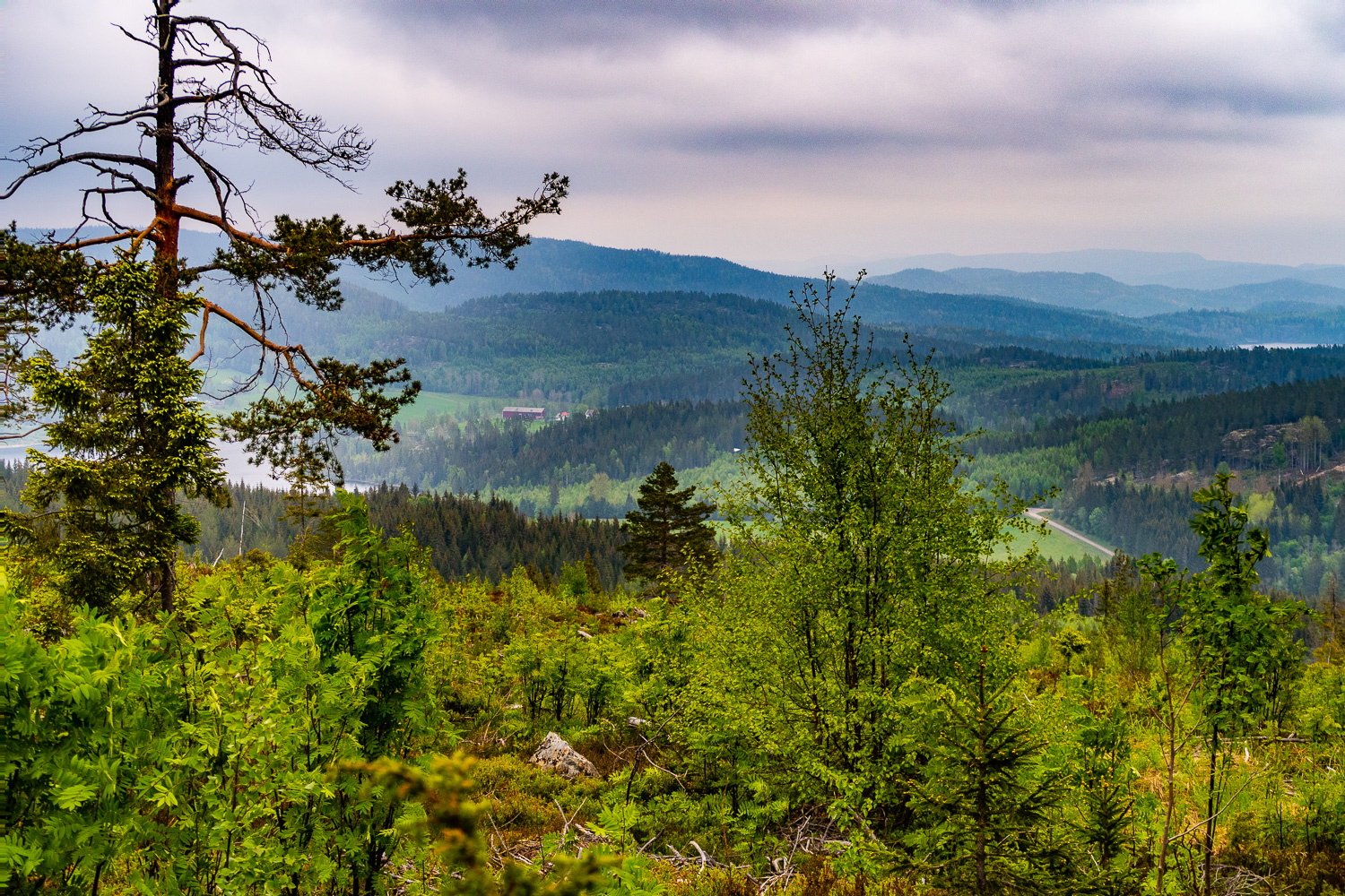 Fin utsikt över skog