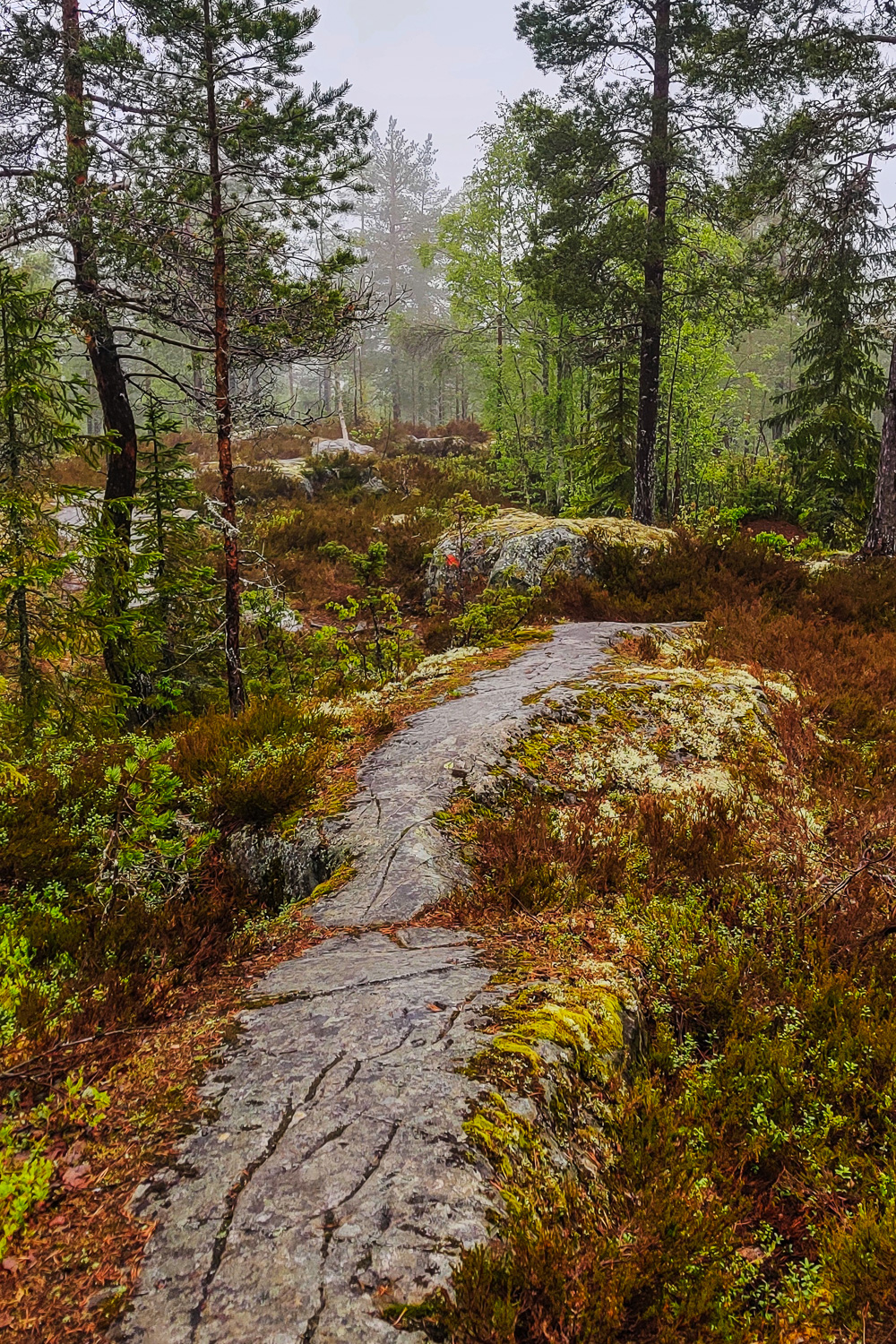 Stig över mjuka stenhällar igenom regnblöt skog