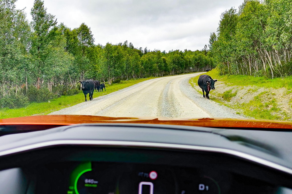 Kossor framför bilen