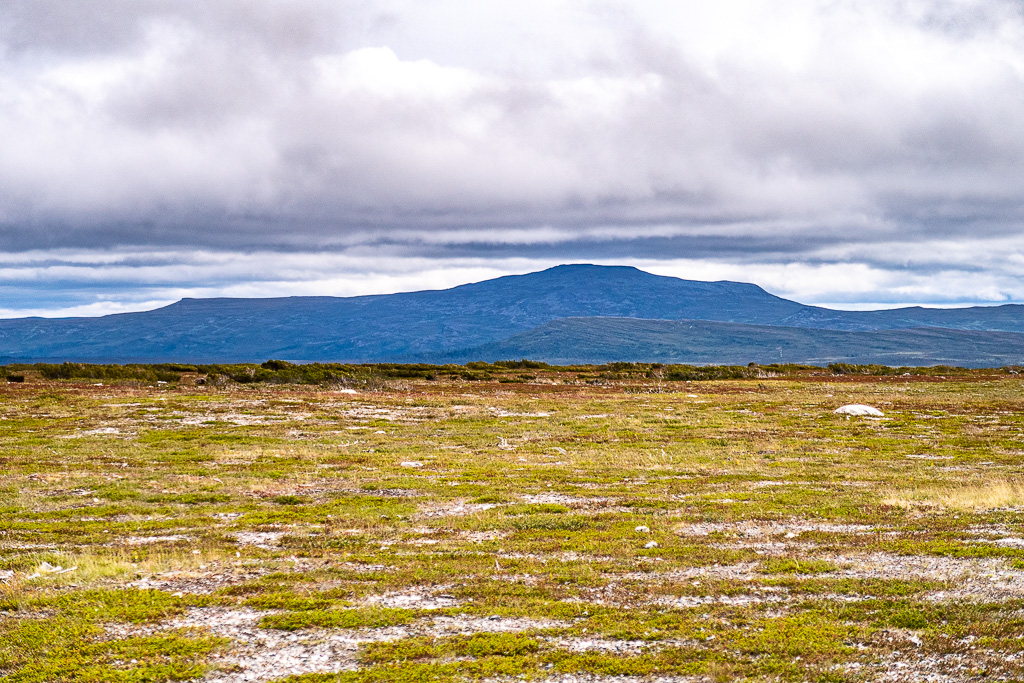 Kalfjäll på Flatruet